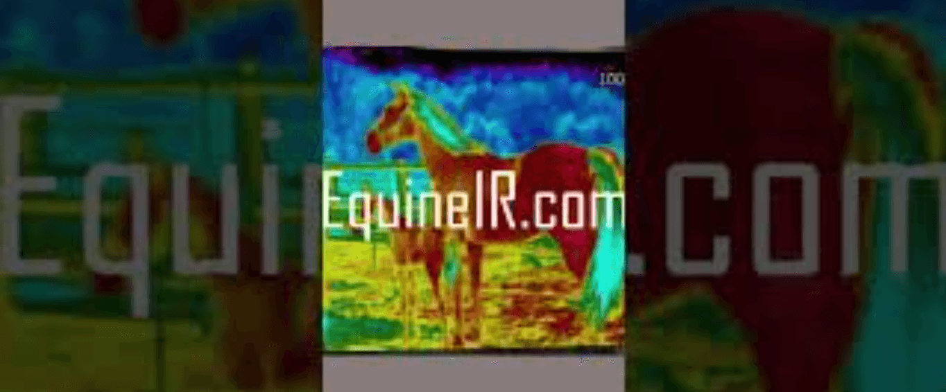 equine thermal imaging